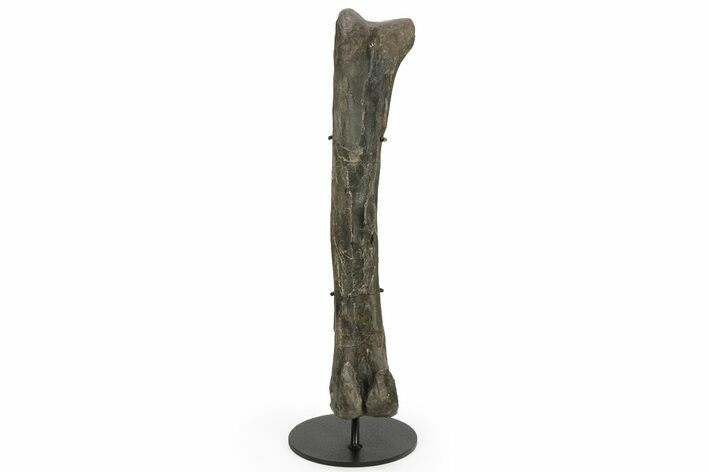 Hadrosaur (Hypacrosaurus) Femur with Metal Stand - Montana #227774